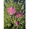Orlíček obecný ´Barlow Rose´  Aquilegia vulgaris ´Barlow Rose´