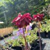 Orlíček obecný ´Ruby Port´  Aquilegia vulgaris ´Ruby Port´