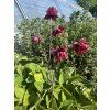 Orlíček obecný ´Ruby Port´  Aquilegia vulgaris ´Ruby Port´