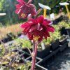 Orlíček obecný ´Ruby Port´  Aquilegia vulgaris ´Ruby Port´