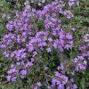 Mateřídouška časná 'Rasta'  Thymus praecox 'Rasta'