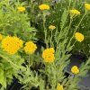 Řebříček tužebníkovitý 'Coronation Gold'  Achillea filipendulina 'Coronation Gold'