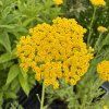 Řebříček tužebníkovitý 'Coronation Gold'  Achillea filipendulina 'Coronation Gold'