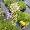 Krvavec ´Burr Blanc´  Sanguisorba hybrida 'Burr Blanc'