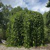 Moruše bílá ´Pendula´  Morus alba 'Pendula'