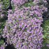 Mateřídouška časná 'Minor'  Thymus praecox 'Minor'