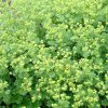 vyr 351 Alchemilla erythropoda Irish Shilk