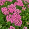 vyr 844 Achillea millefolium Milly Rock Rose