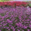 vyr 688 verbena