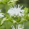 vyr 641 Monarda hybride Schneewittchen