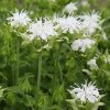 vyrp11 641Monarda Schneewittchen