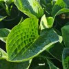 vyr 850 Hosta sieboldiana Elegans 2