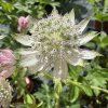 Jarmanka větší 'Alba'  Astrantia major 'Alba'