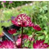 vyrp11 680astrantia ruby cloud 3 jpg
