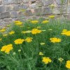 vyrp11 132Achillea filipendulina Cloth of Gold