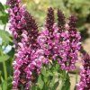 vyr 343 salvia nemorosa rose queen