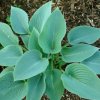 vyr 304 Hosta tardiana Halcyon