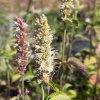 Agastache  Agastache nepetoides