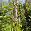 Agastache  Agastache nepetoides