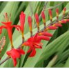 vyr 907 crocosmia lucifer
