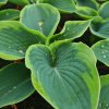 vyrp11 851Hosta sieboldiana Frances Williams