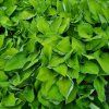 vyr 853 Hosta Gold Standard