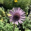 vyr 232 Berkheya purpurea
