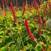 vyrp11 771Persicaria amplexicaulis Dark Red