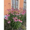 Třapatka nachová  Echinacea purpurea