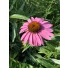 Třapatka nachová  Echinacea purpurea