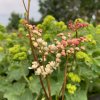 vyr 723 filipendula vulgaris Multiplex