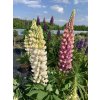 Lupina mnoholistá Mix barev  Lupinus polyphyllus