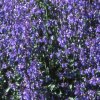 vyr 315 nepeta Six hils giant