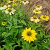 vyr 630 Echinacea purpurea Mellow Yellows