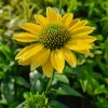 vyrp11 630Echinacea purpurea Mellow Yellows 2