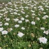 vyrp11 579scabiosa Pure White1