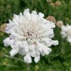 vyr 579 scabiosa Pure White