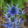 vyr 282 Eryngium planum Blue Hobbit