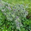 vyrp11 282Eryngium planum Blue Hobbit2