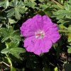 vyr 932 IMG 5488