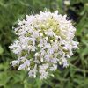 vyr 247 Centranthus ruber Albus
