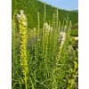 vyr 889 liatris white