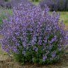 vyr 357 Nepeta faassenii Kit Cat