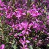 Kyprej prutnatý  'Rose Queen'  Lythrum virgatum 'Rose Queen'