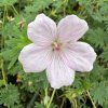 vyr 937 IMG 4147