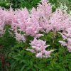 vyr 290 Astilbe japonica Europa