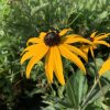 vyr 687 rudbeckia goldsturm