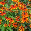 vyr 613 rudbeckia prairie glow seeds