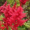 vyr 622 Astilbe arendsii Fanal