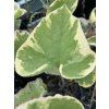 Pomněnkovec velkolistý 'Variegata'  Brunnera macrophylla 'Variegata'